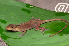 Anolis cymbops