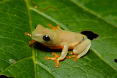 Agalychnis moreletii