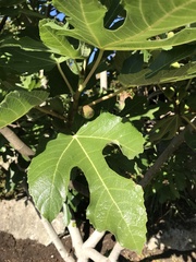 Ficus carica