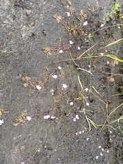 Utricularia purpurea image