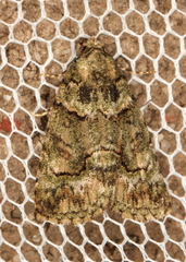 Pherechoa crypsichlora