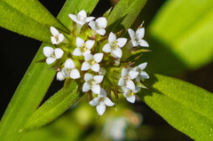 Mitracarpus breviflorus