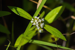 Mitracarpus breviflorus