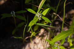 Mitracarpus breviflorus