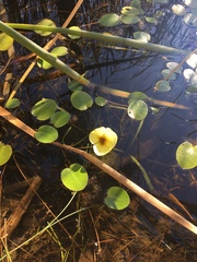 Hydrocleys nymphoides