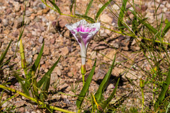 Ipomoea longifolia