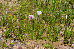Ipomoea longifolia