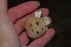Myriostoma