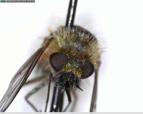 iNaturalist observation photo of Lordotus