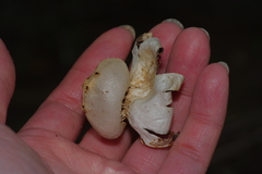 Myriostoma
