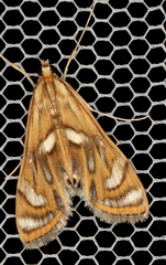Margarosticha euprepialis