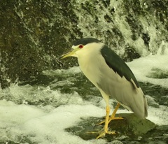 Nycticorax nycticorax