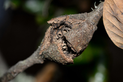 Dryocosmus asymmetricus