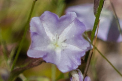 Evolvulus arizonicus