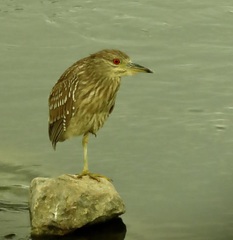 Nycticorax nycticorax