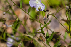 Evolvulus arizonicus