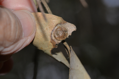 Paracraspis guadaloupensis