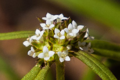 Mitracarpus breviflorus
