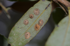 Paracraspis guadaloupensis