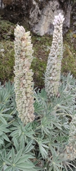 Lupinus weberbaueri