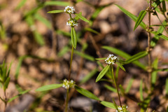 Mitracarpus breviflorus