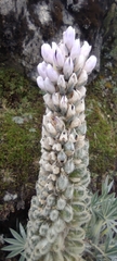 Lupinus weberbaueri