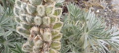 Lupinus weberbaueri