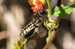 Acmaeodera solitaria