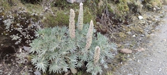 Lupinus weberbaueri