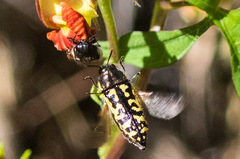 Acmaeodera solitaria