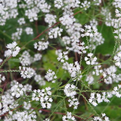 Polygonella polygama