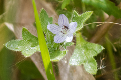 Nemophila menziesii