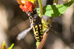 Acmaeodera solitaria