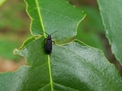 Eropterus trilineatus