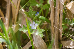 Nemophila menziesii