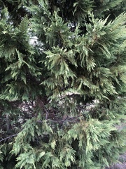 Cupressus × leylandii