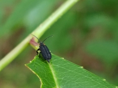 Eropterus trilineatus