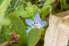 Nemophila menziesii