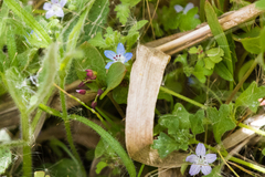 Nemophila menziesii