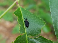 Eropterus trilineatus