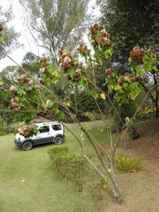 Dombeya wallichii
