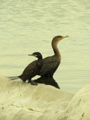 Nannopterum brasilianum