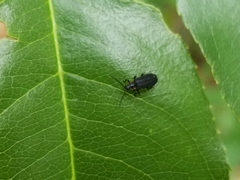 Eropterus trilineatus