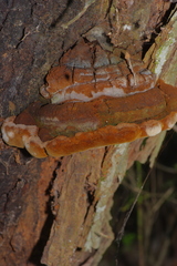 Phellinus badius