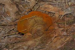 Phellinus badius