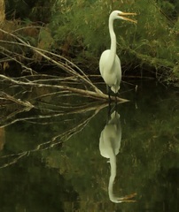 Ardea alba