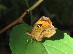 Pterodecta felderi