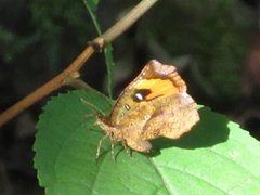 Pterodecta felderi