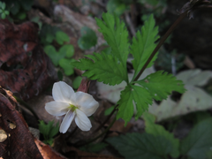 Viola chaerophylloides