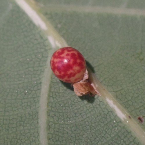 Oyster Gall Wasp photo 6